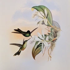 John Gould LEADBEATER'S BRILLIANT Hummingbirds Vintage Art Print Bookplate 97