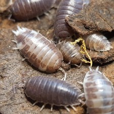 12ct Porcellio laevis Milkback Giant Live Isopods bioactive cleanup crew feeder
