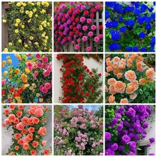 Climbing Rose Seeds for Planting - 300 Mix Rosa Bush color