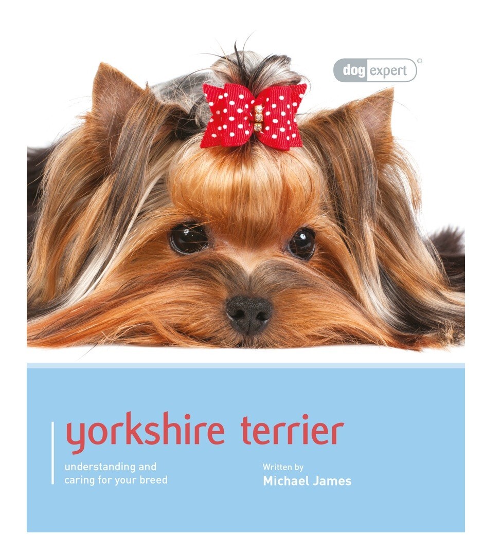 Yorkshire Terrier - Dog Expert