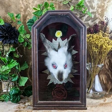 Rabbit Head Mount Relic Taxidermy Curiosity Oddity Shadowbox Display decor gift