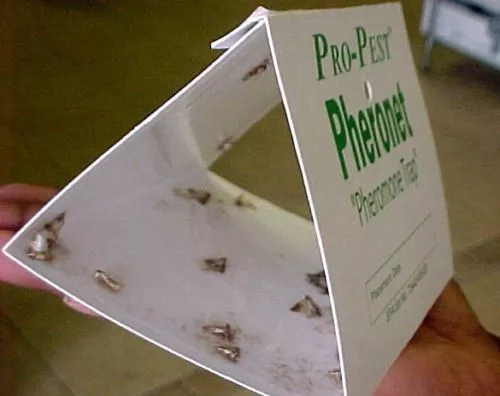 Pro-Pest Clothes Moth Traps - A Do It Yourself Pest Control Store