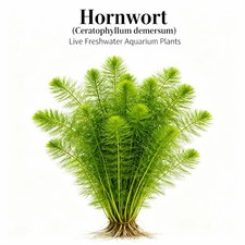 Live Aquarium 1 Hornwort Bunch Plants Excellent Oxygenator Easy Maintain Plant