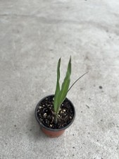 1 Sugarcane Plant With Pot 8 Sweet Juicy Ready To Plant