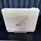 Knightia Fossil Fish Green River Formation Wyoming w/ Original Quarry Docs — photo 2