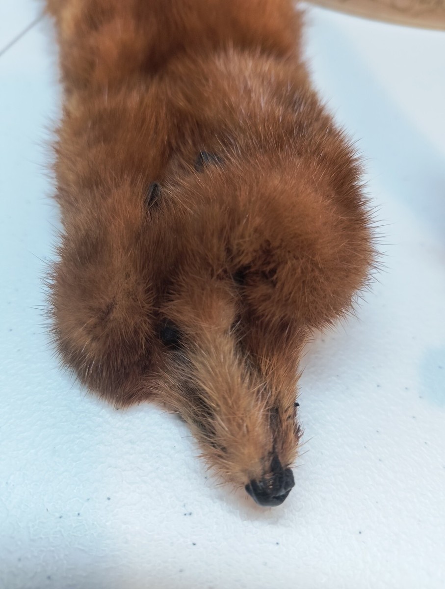 00’s Archive PPFM Scalf Stole 00's Archive PPFM Scalf Stole Vintage Mink Stole, 1930s-40s