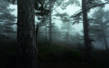 Landscape nature mist morning dark trees shrubs forest Custom Gaming Mat Desk