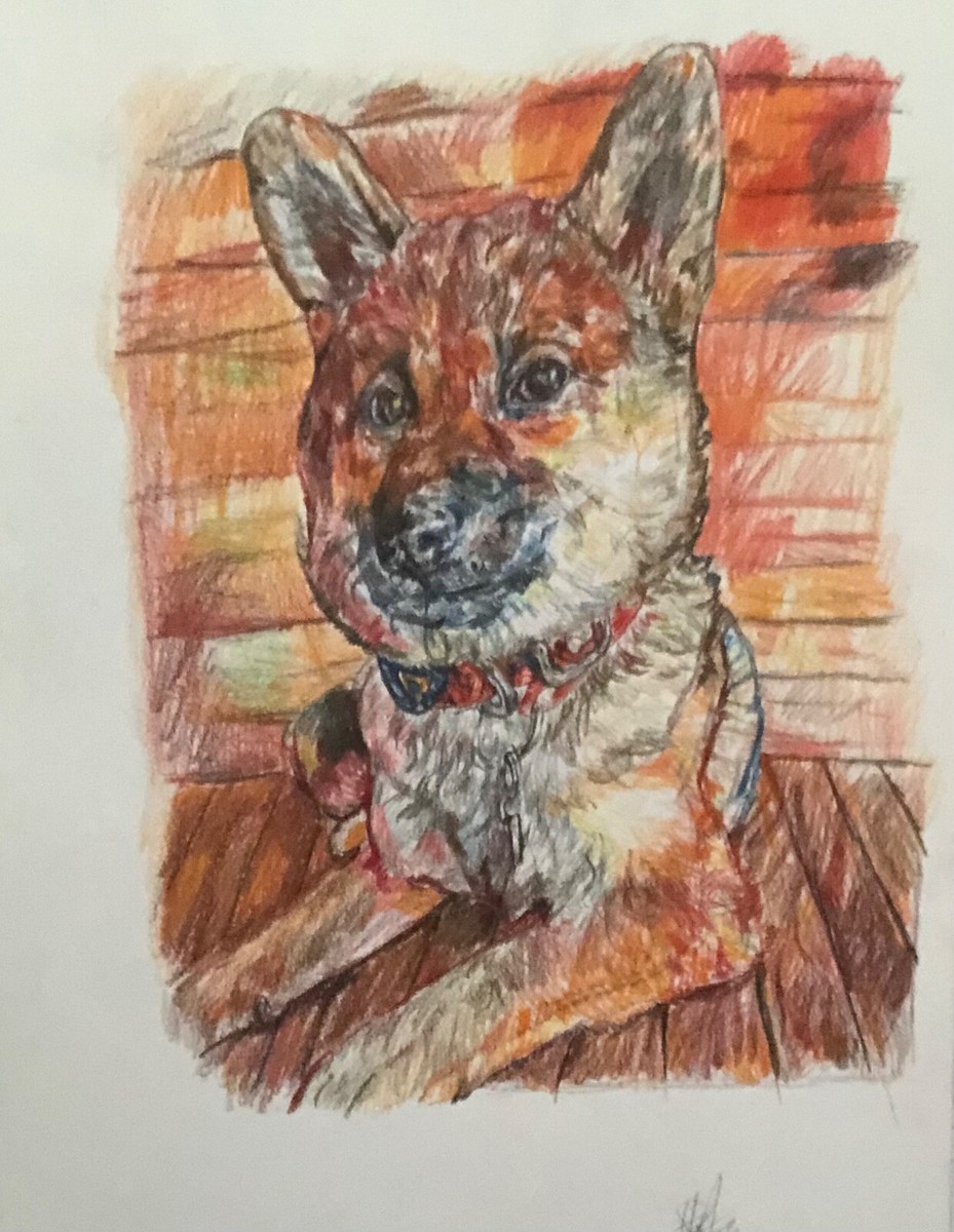 Dog pencil drawing sketch UK