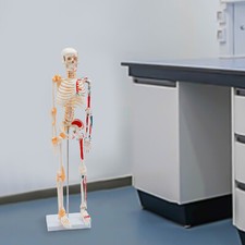 34 Inch Human Skeleton Model Half Life Size Freestanding Human Skeleton Model