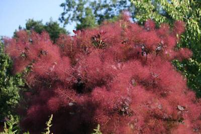 30 PURPLE SMOKE TREE Shrub Smokebush Cotinus Coggygria Rhus Cotinus Sumach  Seeds
