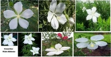 White Texas Star True Perennial Hibiscus Bush 10 + SEEDS USA Seller