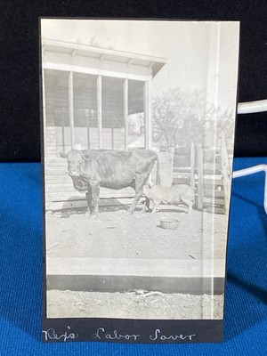 Pig & Cow at Farm Creston Iowa Antique 1910's Photo Lt#59