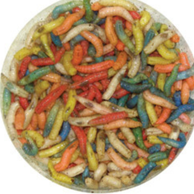 #ad #ad Live MIXED Spikes Maggots Blue Bottle Fly Larvae Free Shipping Live Guarantee $76.99