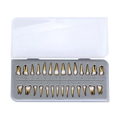 28pcs Adult Dental 1: 1 Permanent Teeth Model Teach Demonstration Study Tools DE