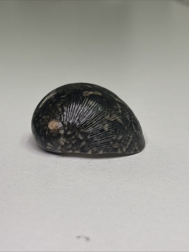 XLARGE Kupee Nerite Hawaiian Seashell ~ 31mm ~ READ DESCRIPTION
