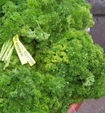 105 SEEDS - parsley CURLED/CURLY PARSLEY herb GroCo USA - BUY 15-SHIPS FREE