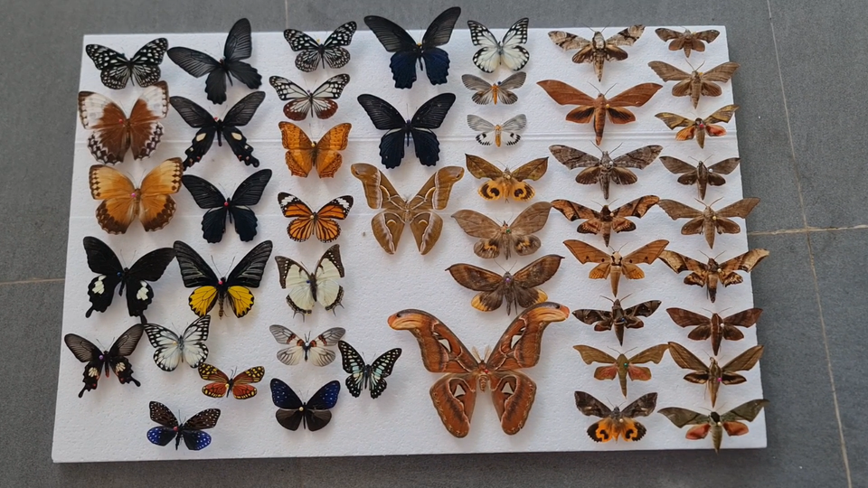 5 Real Butterfly Specimen Insects Taxidermy Art Collection Entomology ...