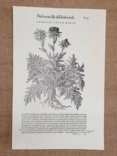 Thistle of Santa Maria Discourses of Mattioli or Matthioli of 1568 Botany Reprint