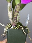 Compact Cattleya Slc. Mahalo Jack -SVO 11389 — photo 10