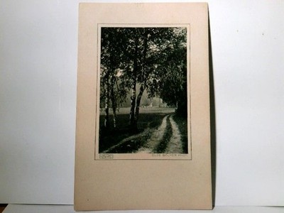 Else Bäumer Phot. Altes Passepartout - Foto s/w. Waldweg mit Birken am Rande u. 