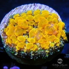 (C4) Sunkist Bounce Mushroom - WYSIWYG Live Coral Frag