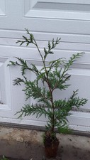Lot of (5) Thuja Green Giant Arborvitae, 16"-24" tall FREE