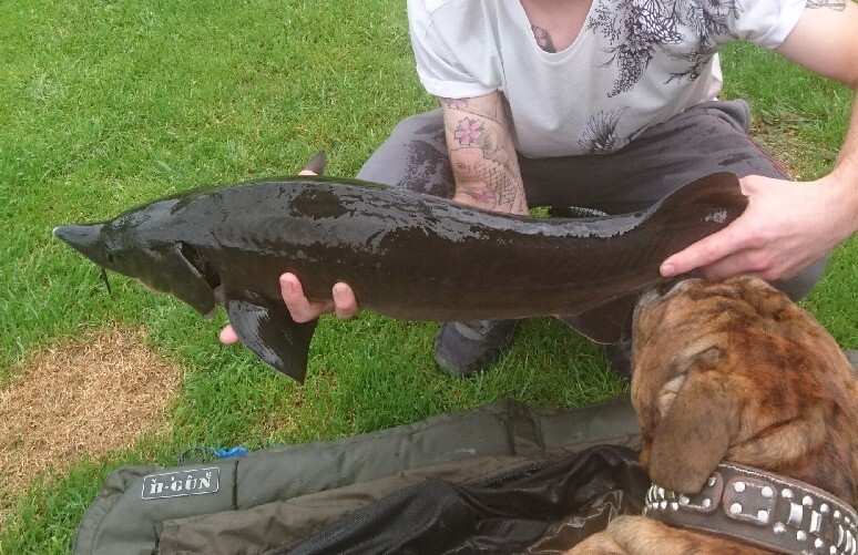 Large Sturgeon Pond Fish eBay