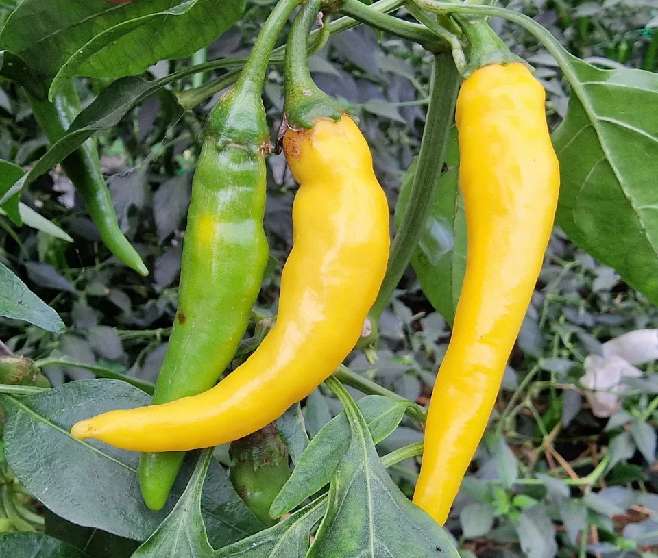 Golden Cayenne Pepper Seeds, NON-GMO, Medium to High Heat, FREE SHIPPING - Image 2 of 2