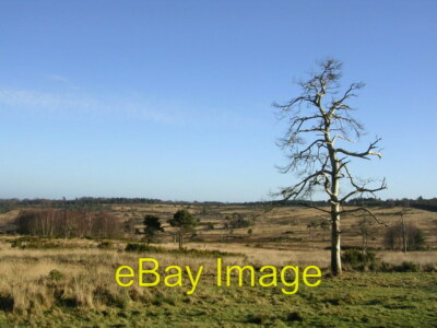 Ashdown Forest View c2008