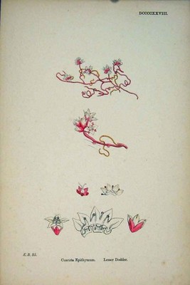 Original alter antiker Druck Lesser Dodder rosa Blume Pflanze Farbe A