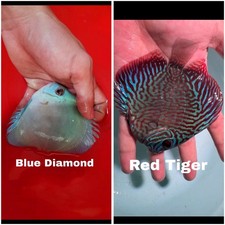 Pack of 2 Live Discus Fish 3.75" - 4" Vibrant Aquarium Fish Overnight Ship