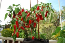 25 EARLY JALAPENO PEPPER SEEDS ~ heirloomseedguy ~ 2026 ~ NON-GMO