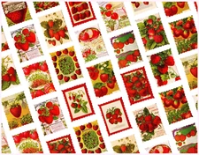 90 PCS Strawberry Stickers Labels for Diary, Planner, Scrapbook, Album, Notebook
