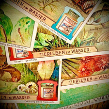 6  Stk Kaufmannsbilder - Liebig´s Fleisch-Extract - Tierleben im Wasser - TOP