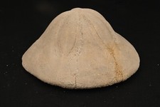 Fossiler Bär Clypeaster Altus Miozän Logudoro Sardinien Italien 1000g