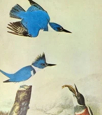John James Audubon Birds BELTED KINGFISHER Vintage Book Plate Art Print 257