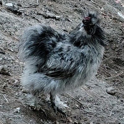 Silkie Chicken Hatching Eggs with Wooden Coop and Wire Mesh Run