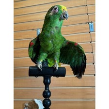 FHPAR301 - Yellow-crowned Amazon &ndash; Taxidermy Mount