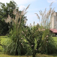1000 Pampas Grass Ornamental Seeds Drought Hardy Perennial Fast Growers 10 feet