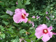 Hibiscus Rose of sharon plants 6-11 inches, Starter Plant w/Roots