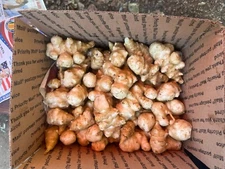 Jerusalem Artichokes Sunchokes - 10 Lbs