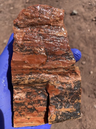 Petrified RedWood Bark With Agate From Arizona, Free Gifts🎁🎁