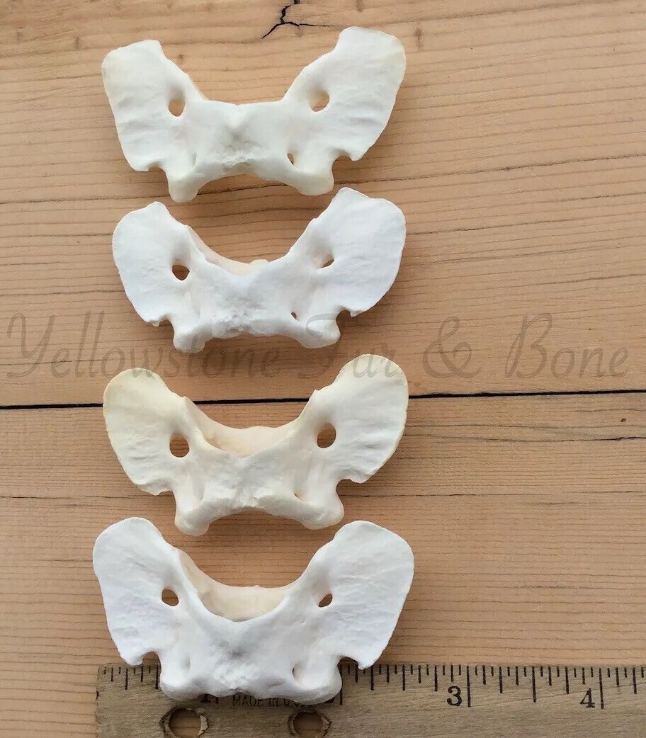 4 Coyote Atlas Vertebrae Butterfly Vertebrae Canis latrans eBay