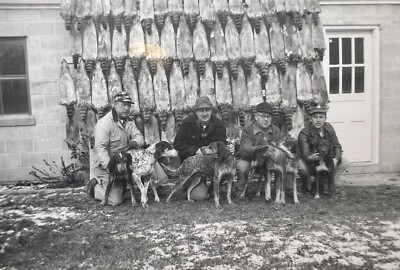 ORIGINAL 1955 PHOTO MEN WITH HUNTING DOGS RACCOONS PELTS HANGING 5 X 3.5  f