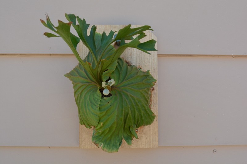 RARE PLATYCERIUM RIDLEYI MOUNTED ON A CEDAR BOARD STAGHORN US GROWN