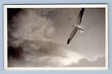 Seagull Flying In The Sky Sun Behind Clouds RPPC Real Photo Postcard 1910 -1930