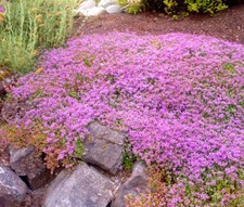 CREEPING THYME DWARF Thymus Serpyllum -- 25,000 Bulk Seeds