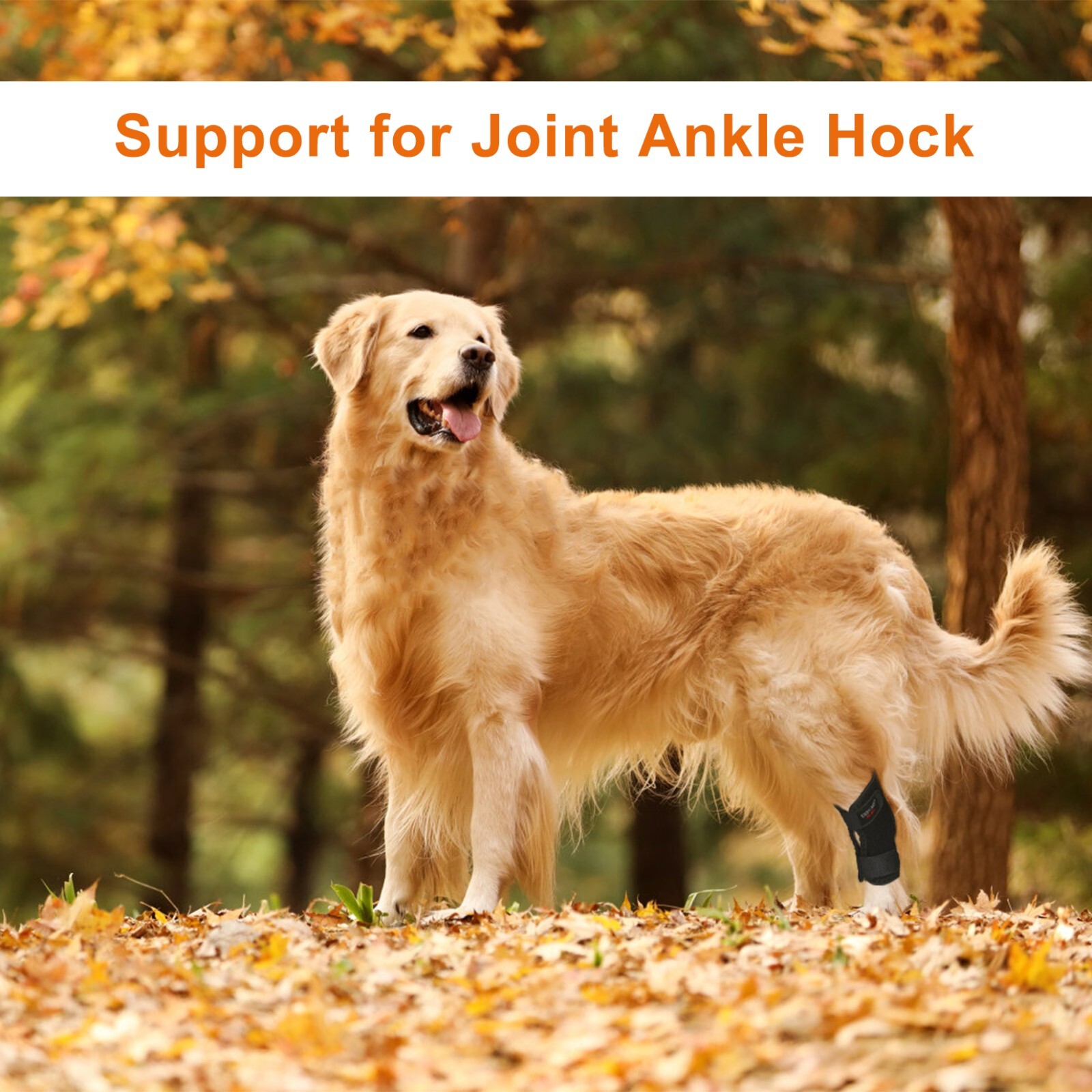 Dog Knee Brace for Sprain ACL Arthritis Hock Joint Pet Dog Leg Support