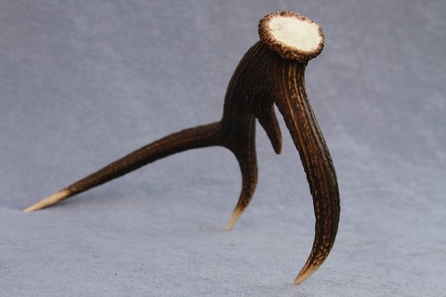 CUERNO, CUCHILLO, TALLA, MASTICABLE, TAXIDERMIA NATURALMENTE DERRAMADO DE CIERVO ROJO SALVAJE (CUERNO, CUCHILLO, TALLA, MASTICABLE) - Imagen 2 de 12
