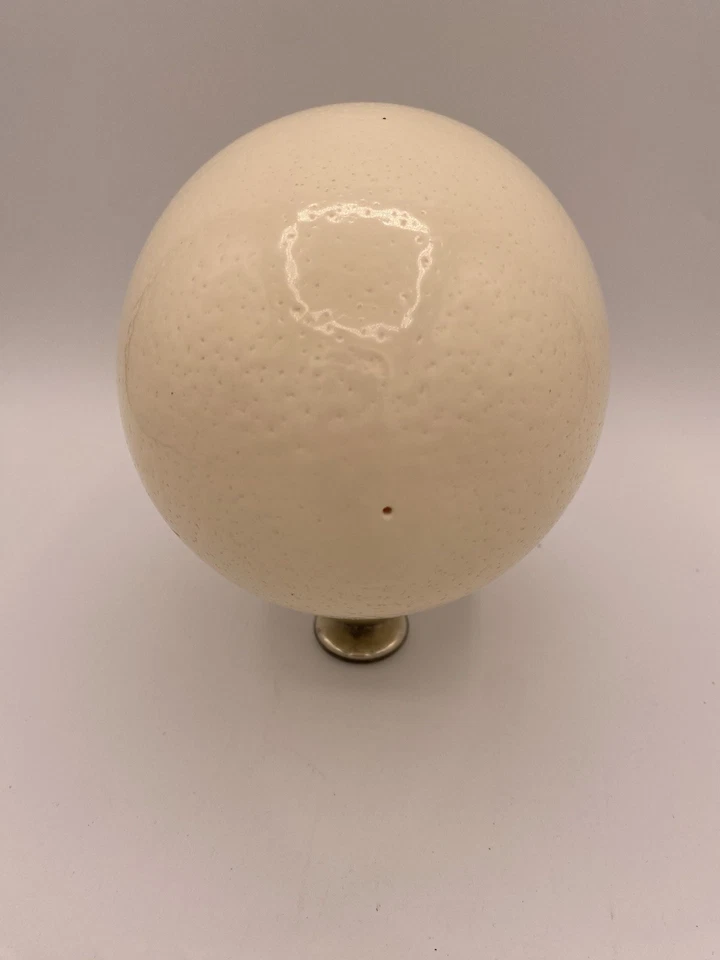 cáscara de huevo de avestruz Foto 2 de 3